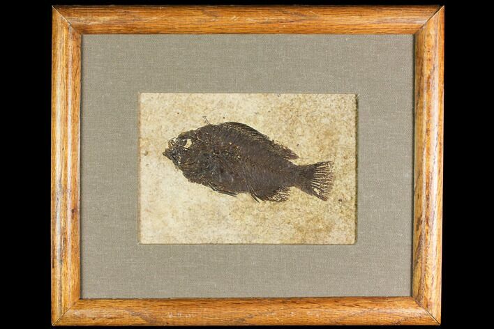 Framed Fossil Fish (Cockerellites) - Wyoming #147187